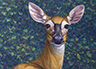 Portrait of a Doe